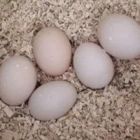 تخم مرغ لاری ب شرط نطفه