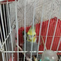 طوطی عروس نر و ماده