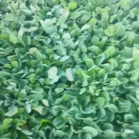 گلخانه تولیدنشا پیچ سفید وقرمز