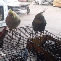 عروس هلندی سخنگو