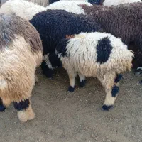 بره|حیوانات مزرعه|زرقان, |دیوار
