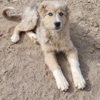 مناسب نگهبانی