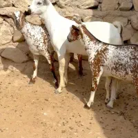 بزغاله آبستن