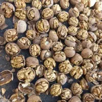 شکستن گردوی ایرانی به قیمت بالا