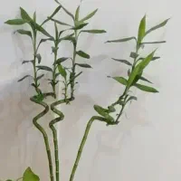 سه شاخه بامبو بدون گلدان