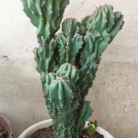 ۴ عدد کاکتوس صخره ای|گل و گیاه طبیعی|رشت, گلباغ نماز|دیوار
