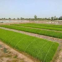 زمین کشاورزی