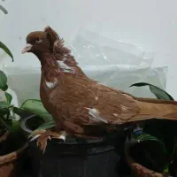 کبوتر قرمزی ککیلی