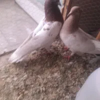 کبوتر|پرنده|جهرم, |دیوار