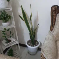 سانسوریا سرحال