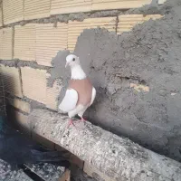 پرنده