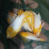 نیرو برای کارگاه پرورش ماهیان زینتی|استخدام صنعتی، فنی، مهندسی|تربت جام, پاسداران|دیوار