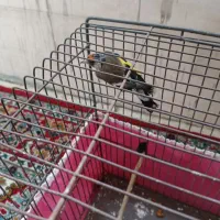 سهره و قناری