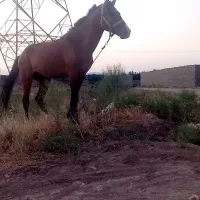 اسب ترکمن