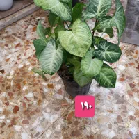 گل و گیاه|گل و گیاه طبیعی|بندر گناوه, |دیوار