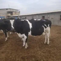 گاوهای جوان