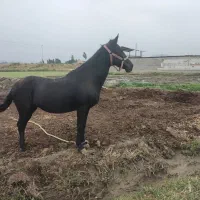 مادیان ترکمن