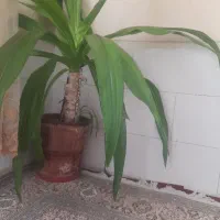 گل ذرتی بزرگ
