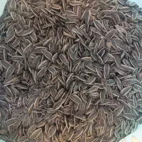 تخمه تازه خوی
