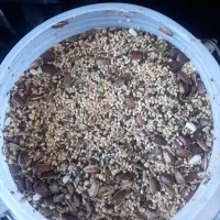 دان گرینچیک ملنگو عروس هفت تخم ۱۵ کیلو