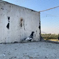 کبوتر هوایی|پرنده|شیراز, میانرود|دیوار