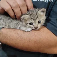 بچه گربه رایگان