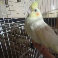 ۲عروس هلندی نر  سخنگو