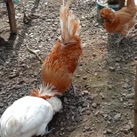 تخم مرغ نطفه دار نژاد پولند