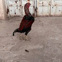 خروس لاری اصیل