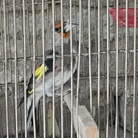فروش سهره مست وجوجه قفس