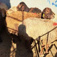 گوسفند میش داشتی