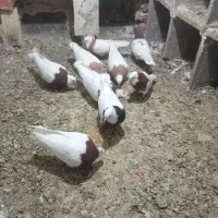 طوقی زرد قرمز سیاه