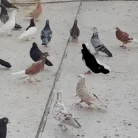 کبوتر رنگ هوا