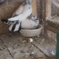 کبوتر پرشی|پرنده|کاشان, کوشک صفی|دیوار