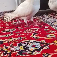 کفتر|پرنده|تهران, شهرک ولیعصر جنوبی|دیوار