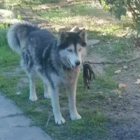 سگ هاسکی ۱ونیم ساله