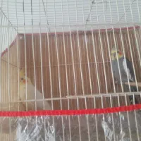 ۱جفت عروس هلندی