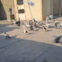 همه درجه یک|پرنده|اهواز, پردیس|دیوار
