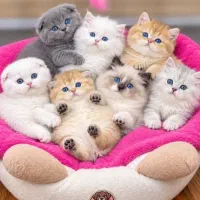 گربه بیریتیش و اسکاتیش