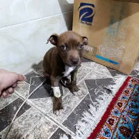 واگذاری سگ پیتبول ماده