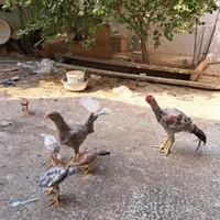 فروش مرغ و خروس لاری|حیوانات مزرعه|بندر کنگان, |دیوار