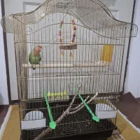 طوطی برزیلی