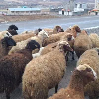 گوسفند بره دار و ابستن