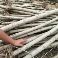 نهال صنوبر برای فضای سبز و زراعت چوب|گل و گیاه طبیعی|شاهین دژ, |دیوار