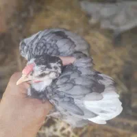 فروش جوجه ویاندوت و گلین