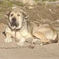 سگ عراقی اصیل  ۴۵ میلیون