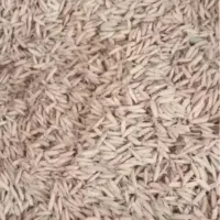 شلتوک هاشمی