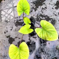 گل های آپارتمانی خاص