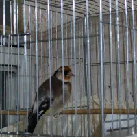 سهره جوجه سال رام رام نرهست|پرنده|ارومیه, |دیوار