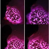بوکت های جاویدان